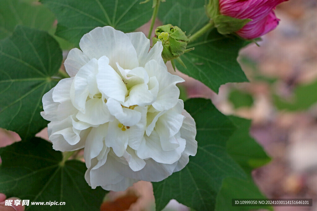 白色木芙蓉花