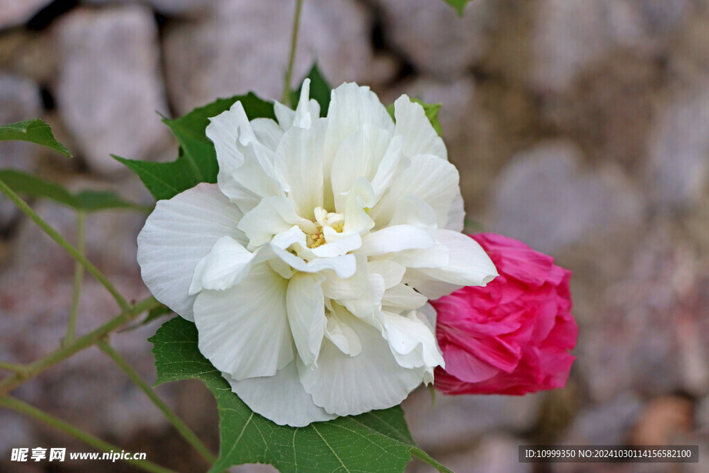 白色木芙蓉花