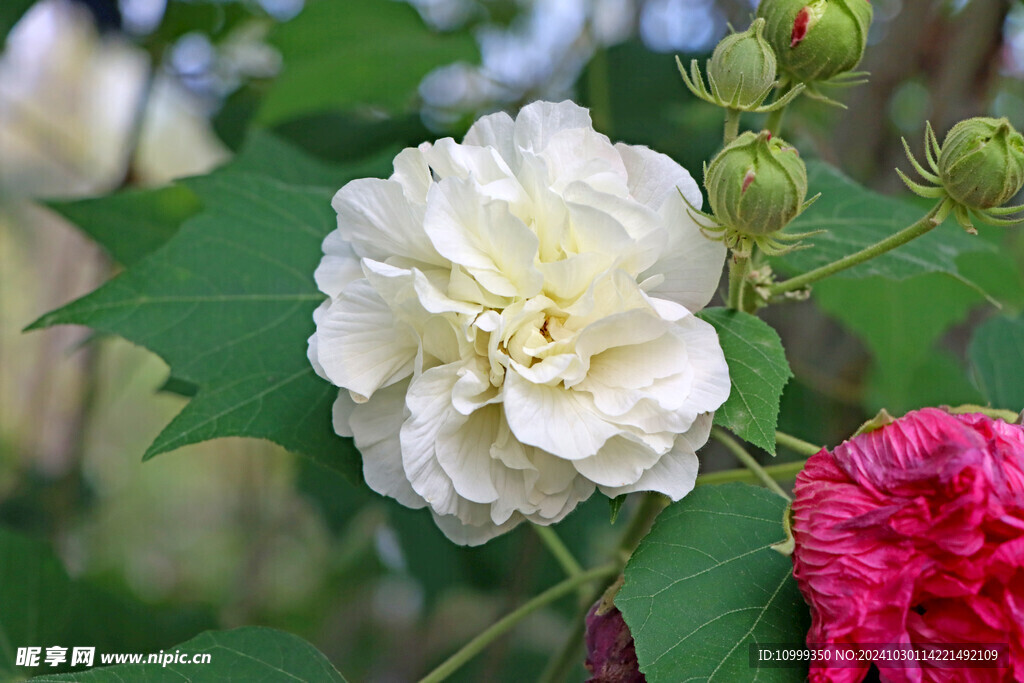 白色木芙蓉花 