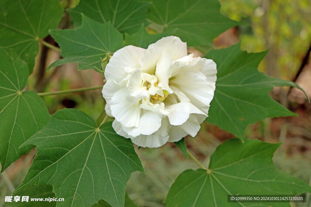 白色木芙蓉花