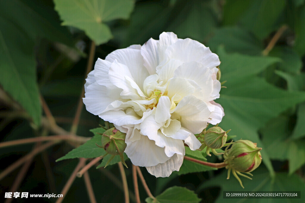 白色木芙蓉花