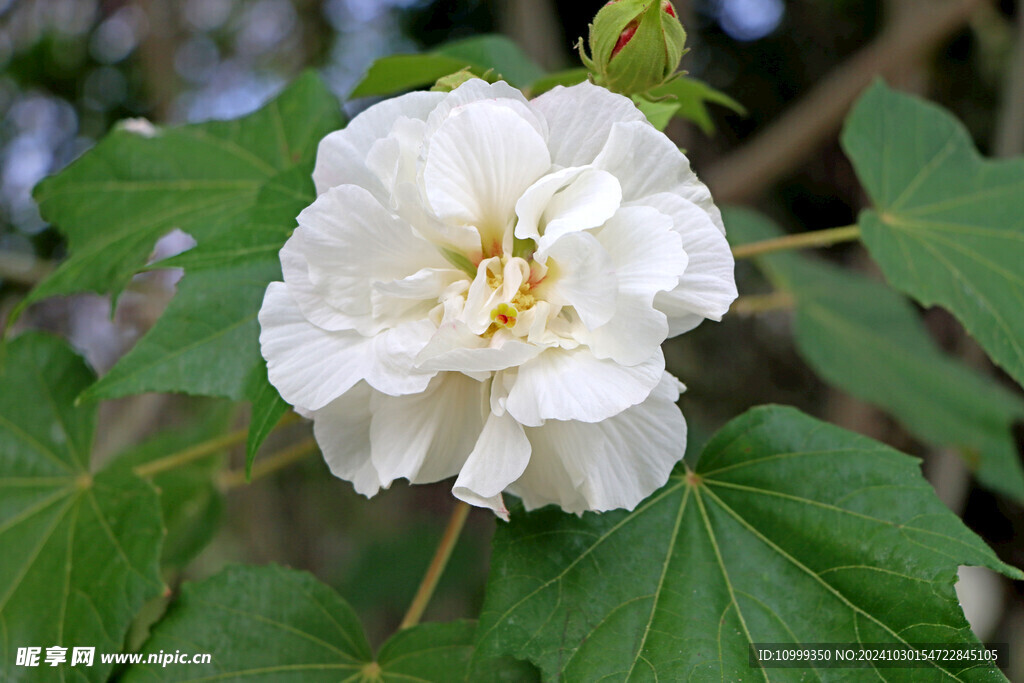 白色木芙蓉花