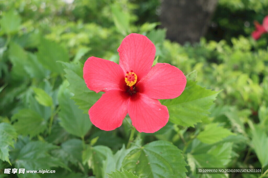 扶桑花