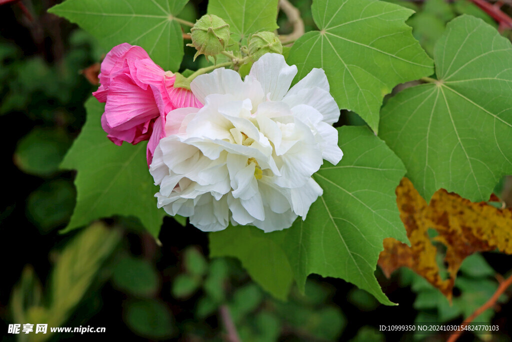 白色木芙蓉花