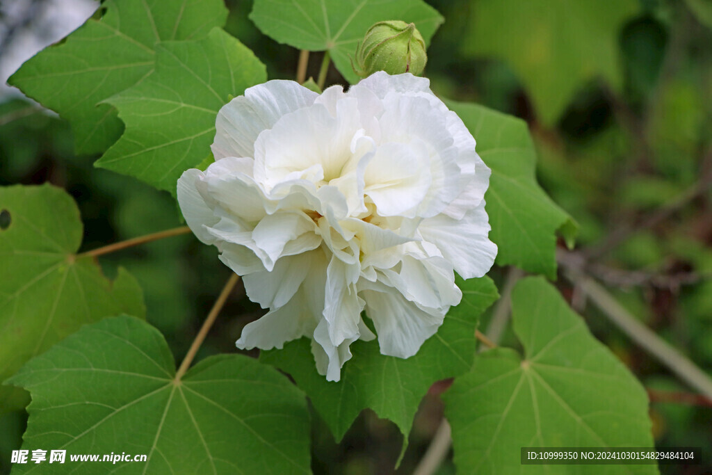 白色木芙蓉花