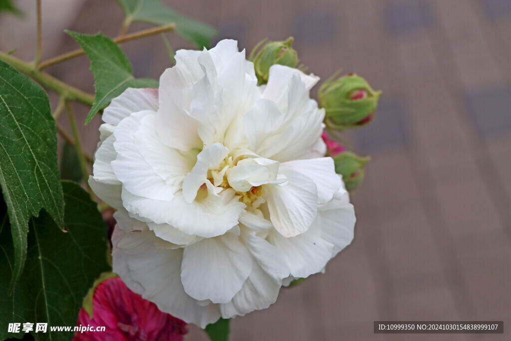 白色木芙蓉花