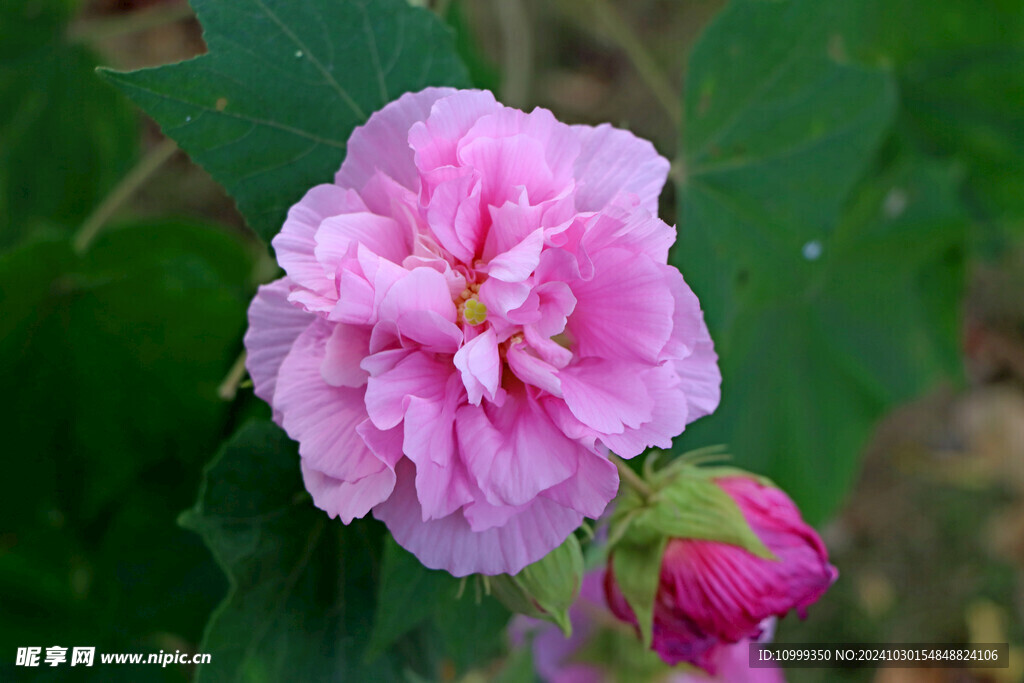 粉色木芙蓉花