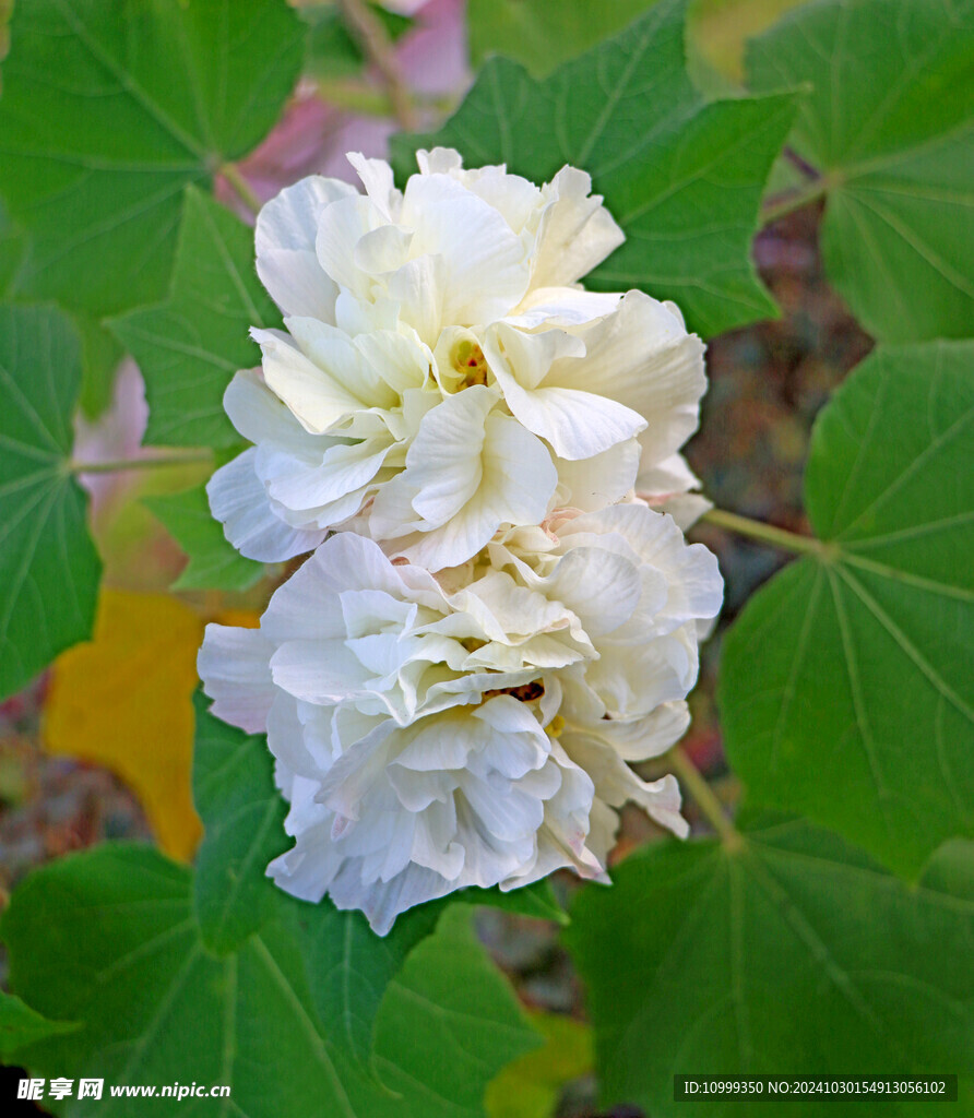 白色木芙蓉花
