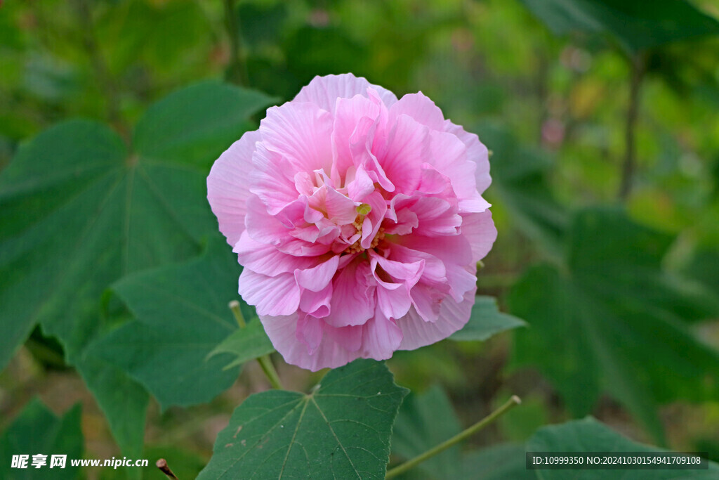木芙蓉花