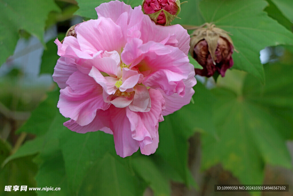 粉色木芙蓉花