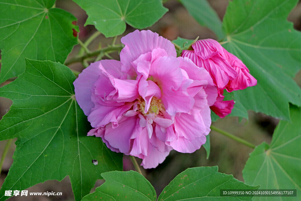 粉色木芙蓉花