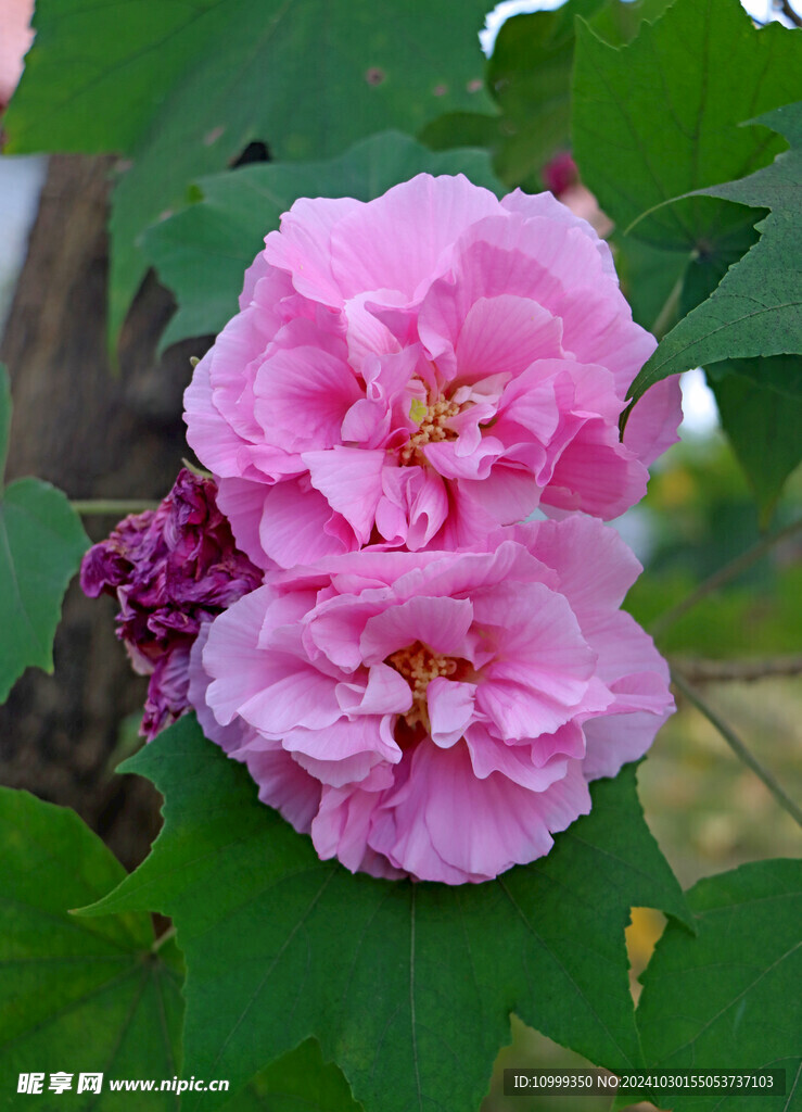 粉色木芙蓉花