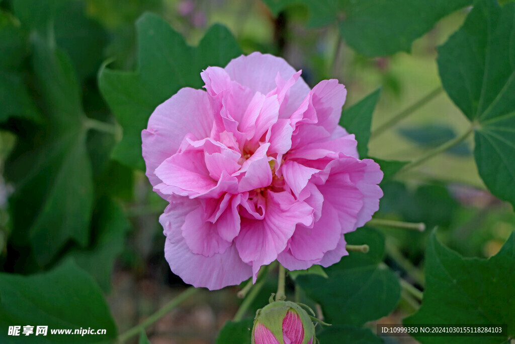 粉色木芙蓉