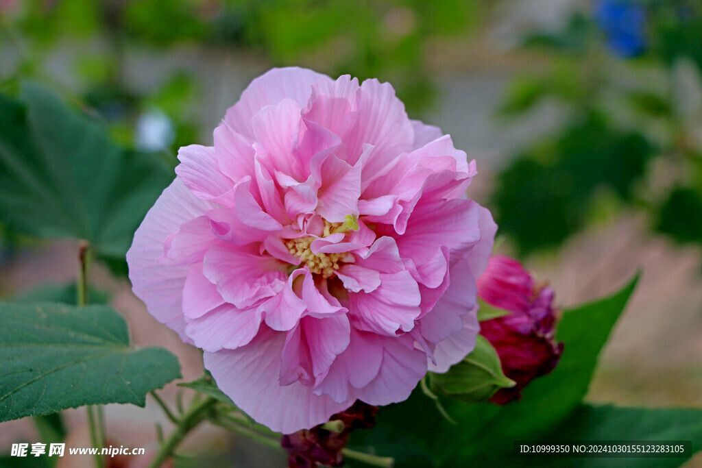 粉色木芙蓉花