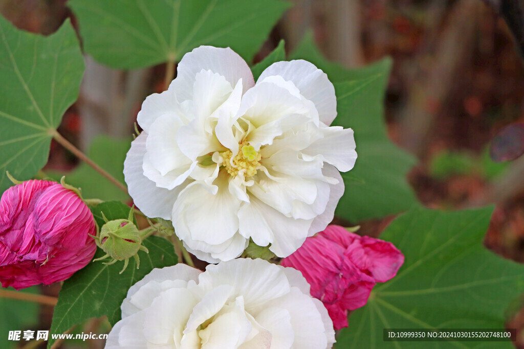 白色木芙蓉花