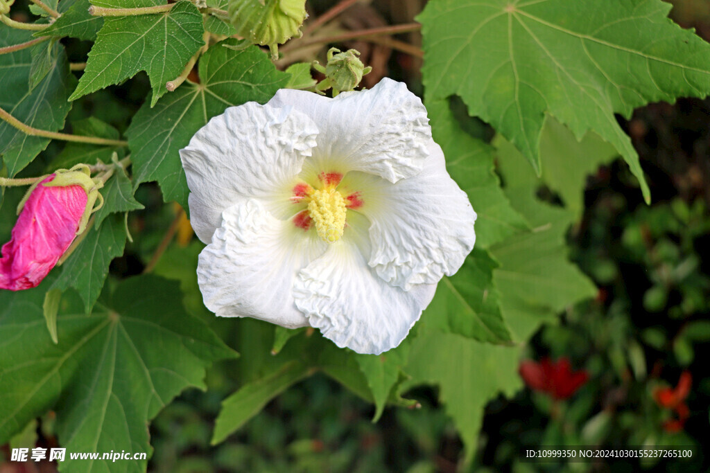白色木芙蓉