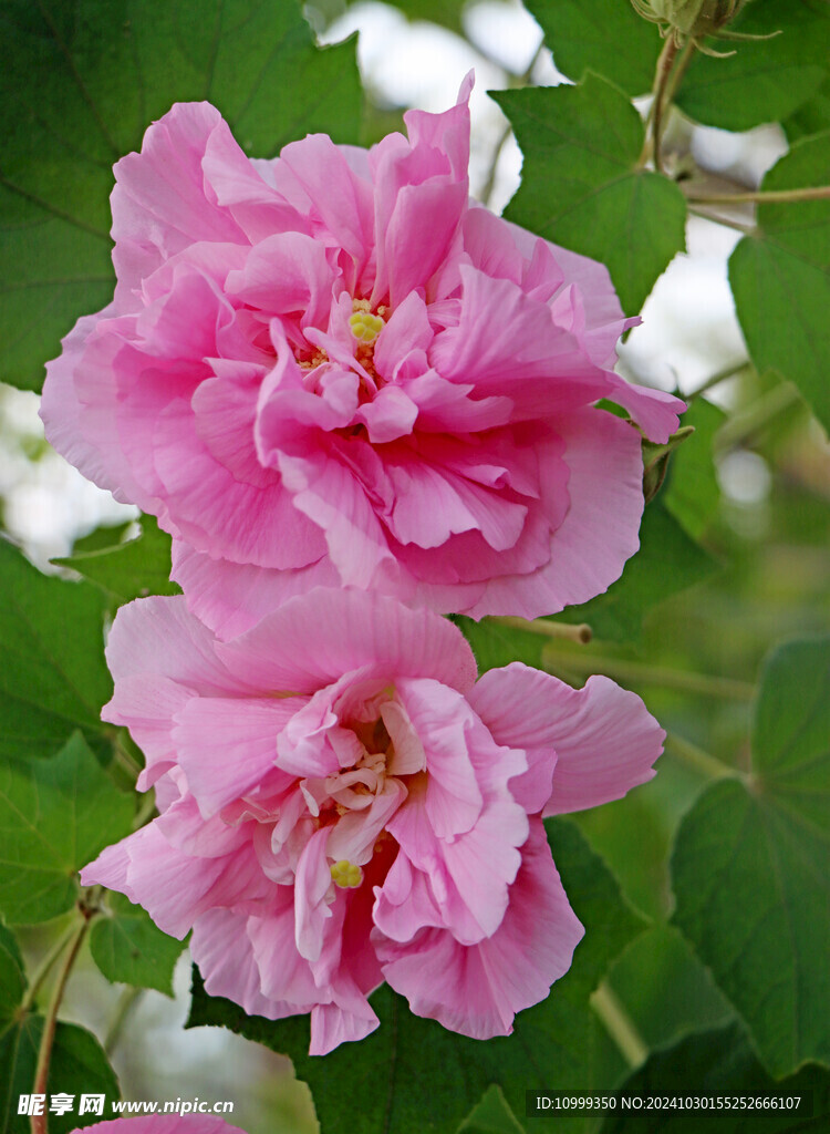 两朵粉色木芙蓉花