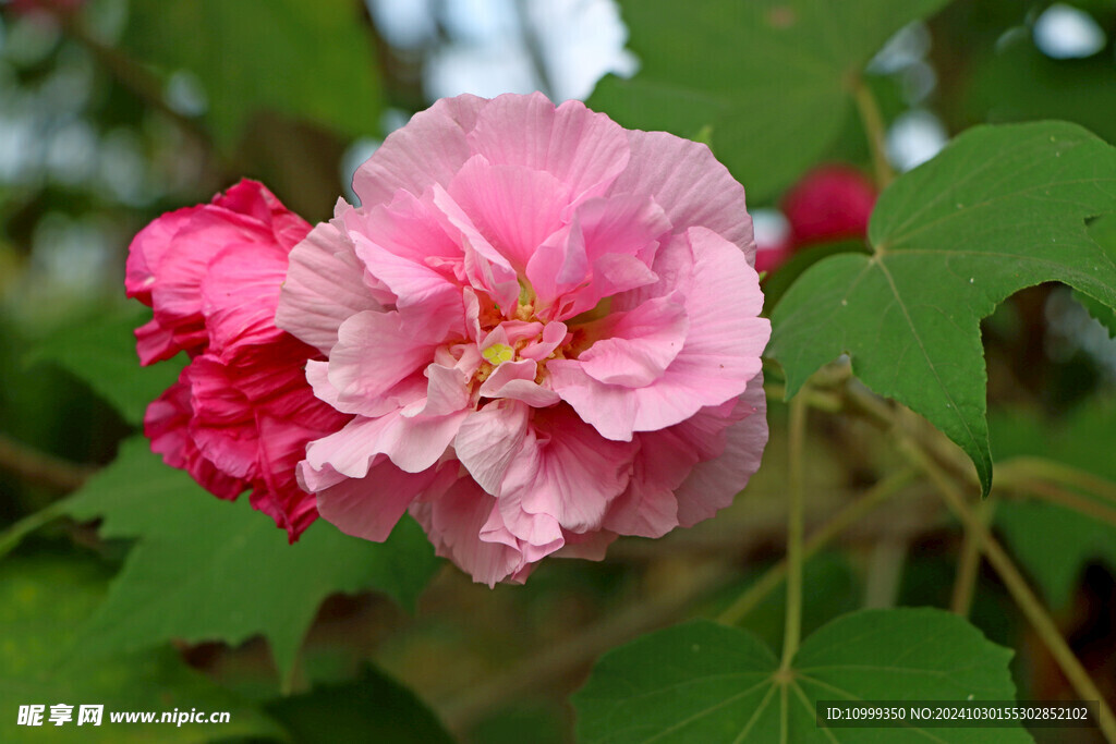 粉色木芙蓉花