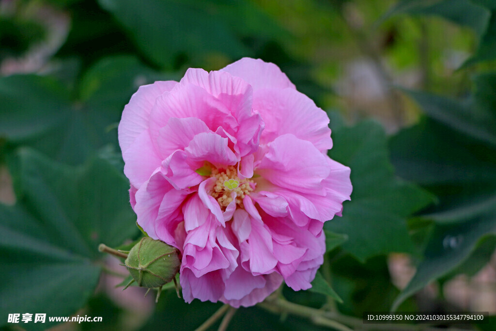粉色木芙蓉花
