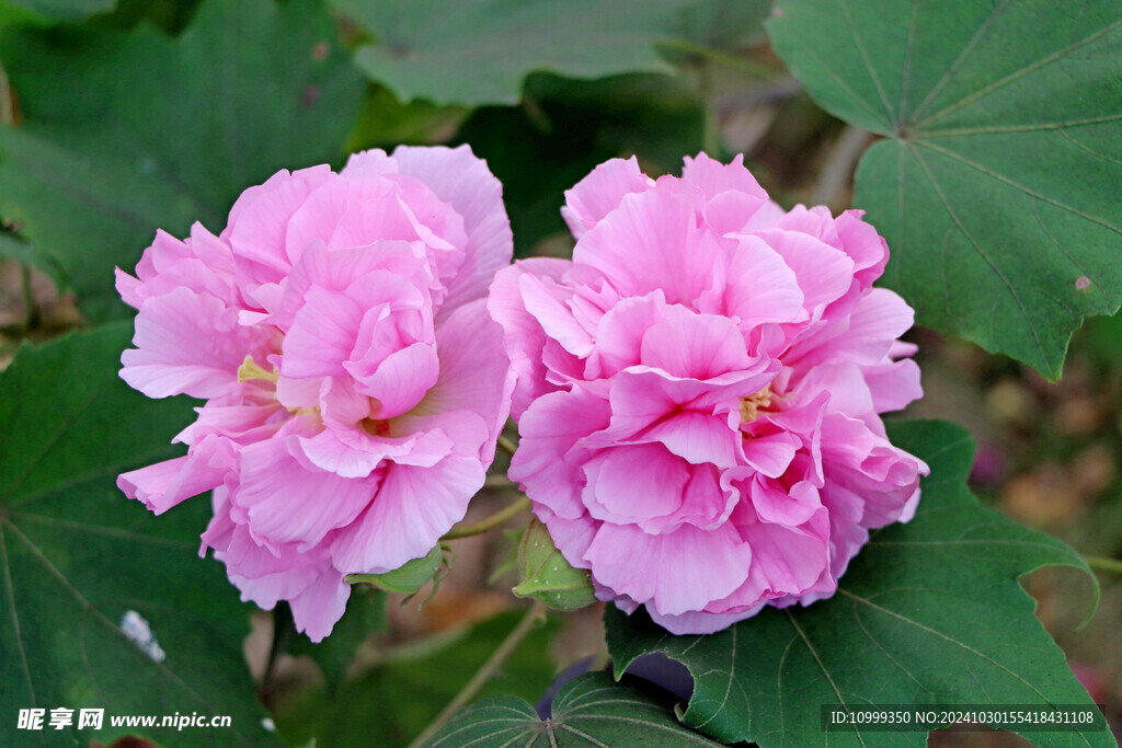 粉色木芙蓉花