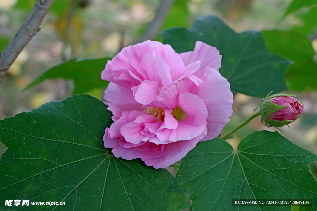 粉色木芙蓉花
