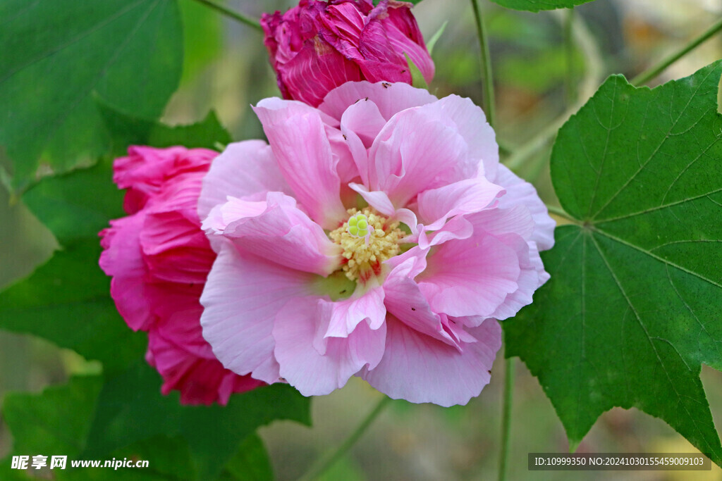粉色木芙蓉花