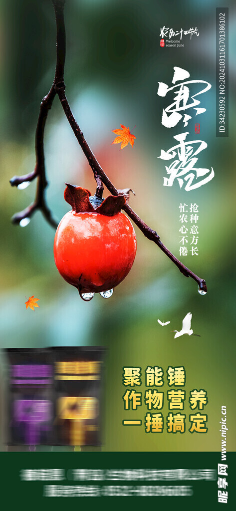寒露海报