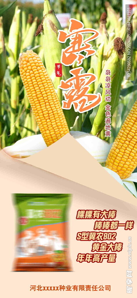 寒露海报