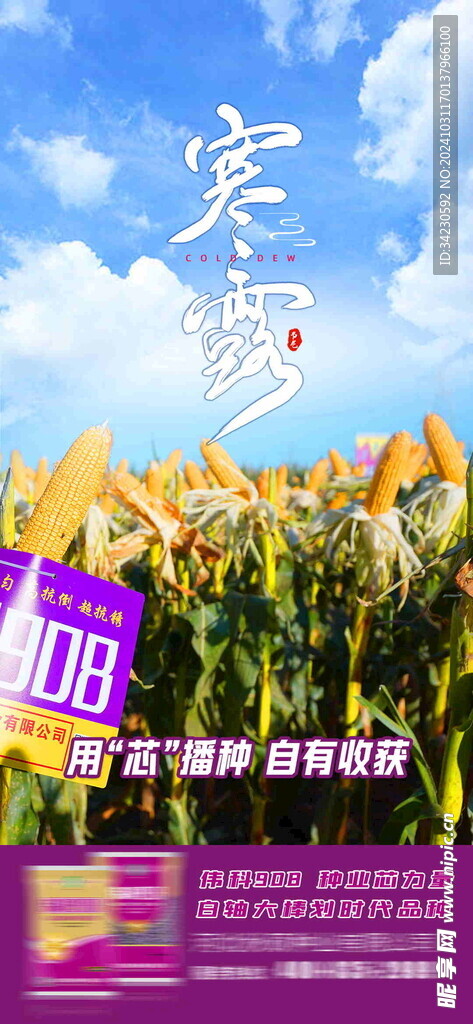 寒露海报
