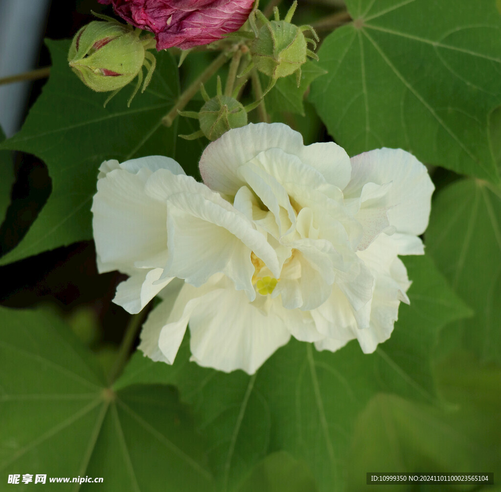 白色木芙蓉花