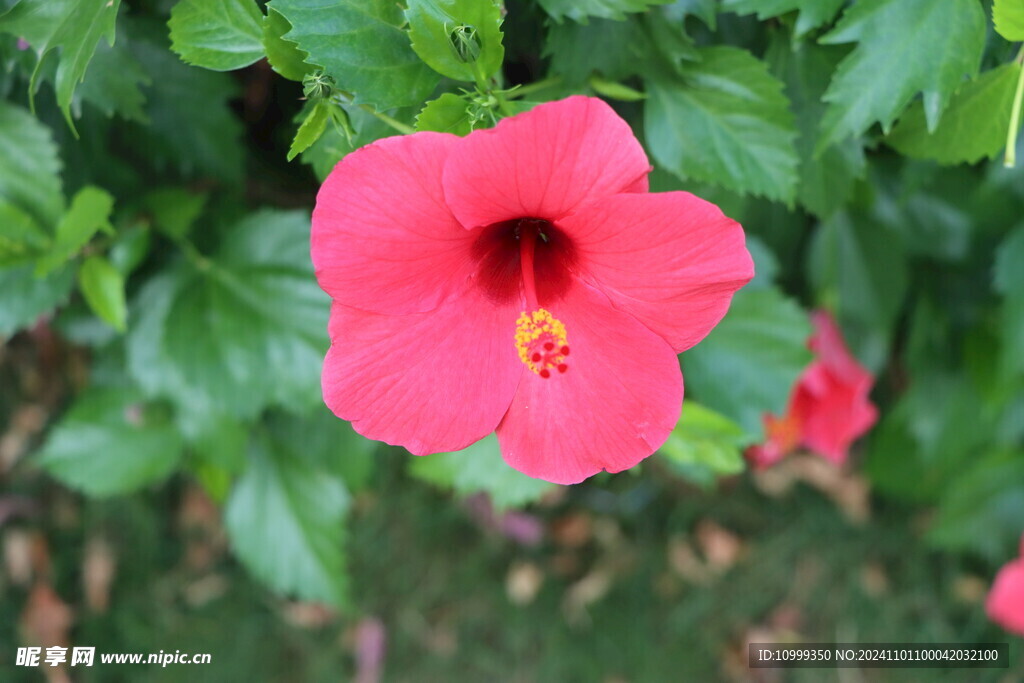 扶桑花