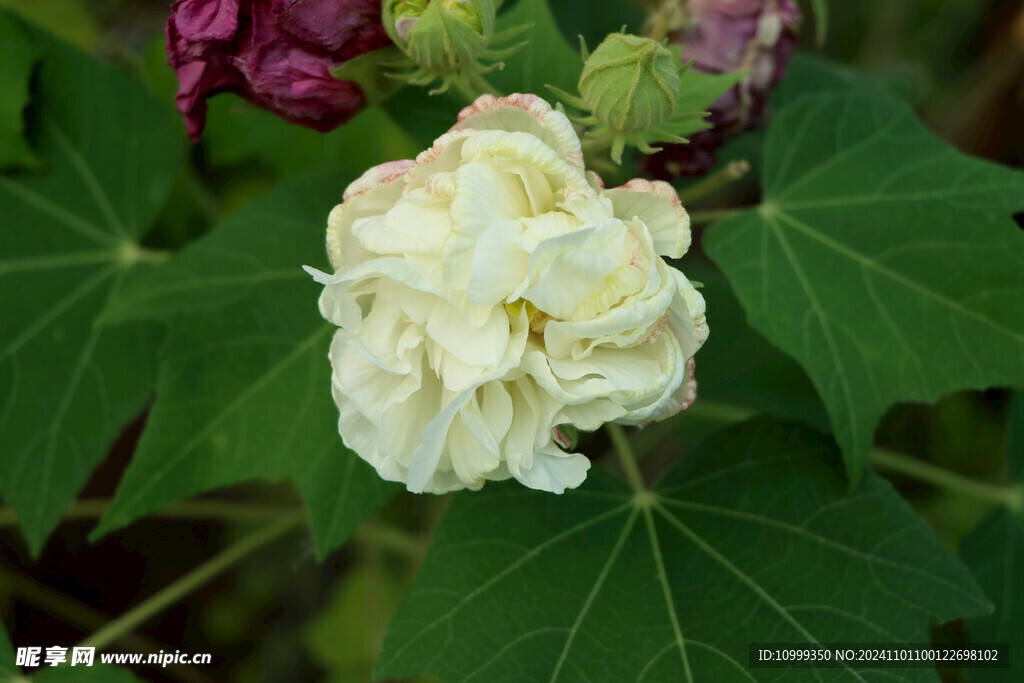 白色木芙蓉花