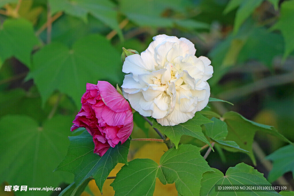 白色木芙蓉花