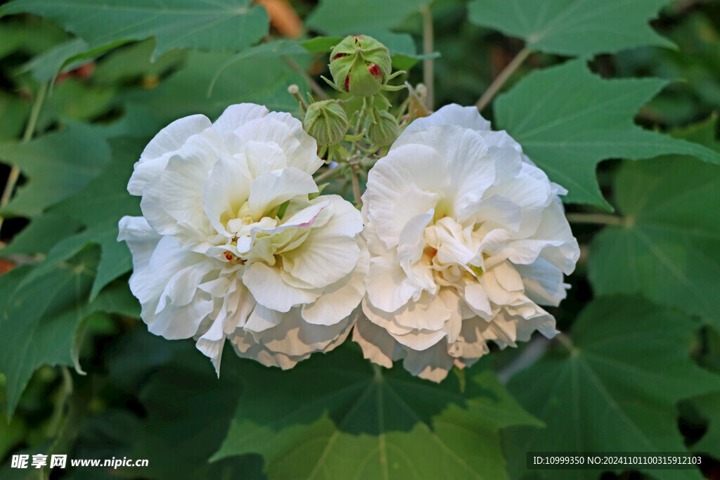 白色木芙蓉花