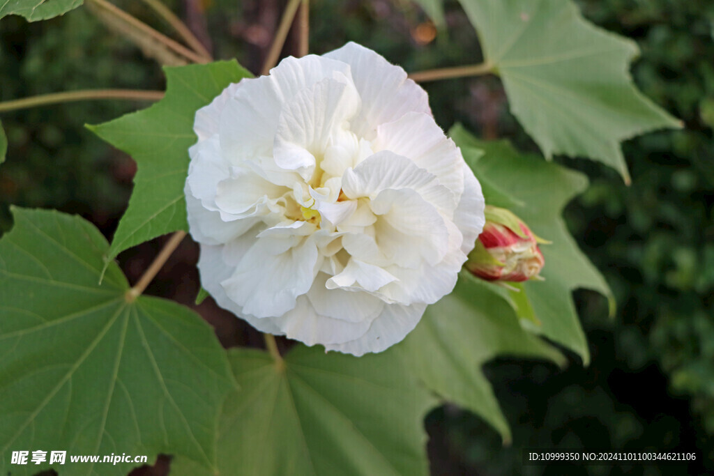 白色木芙蓉花