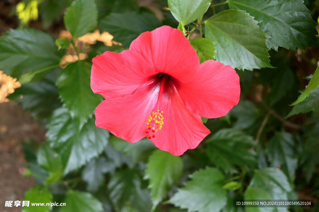 扶桑花