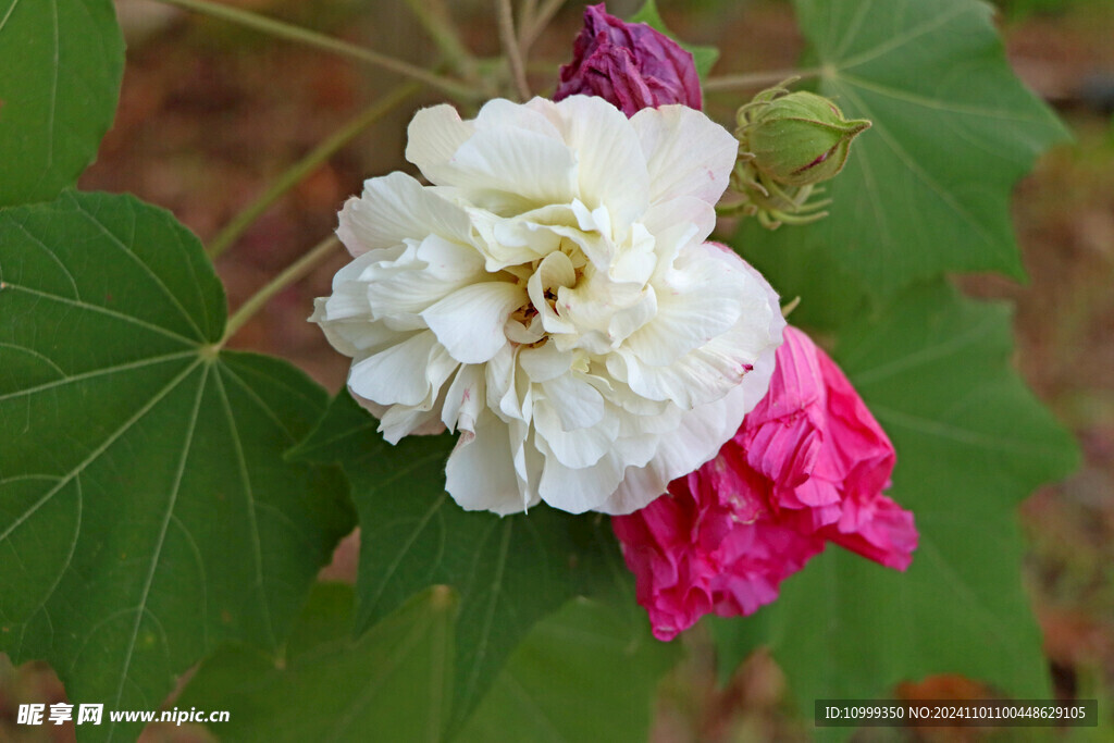 白色木芙蓉花