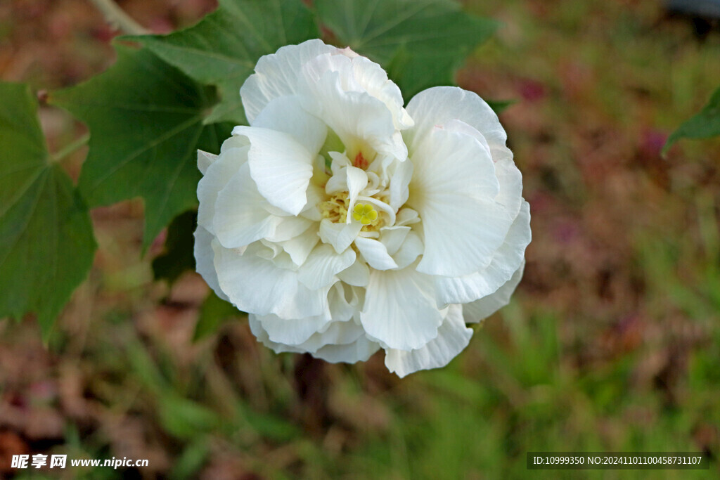 白色木芙蓉花