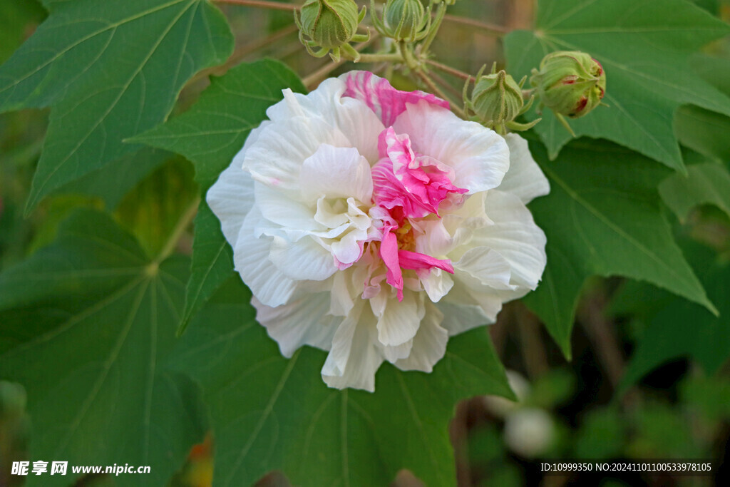 白色木芙蓉花