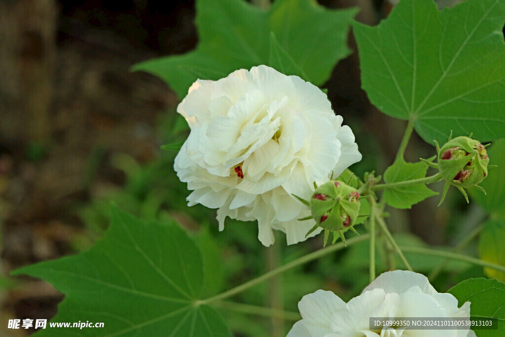 白色木芙蓉花