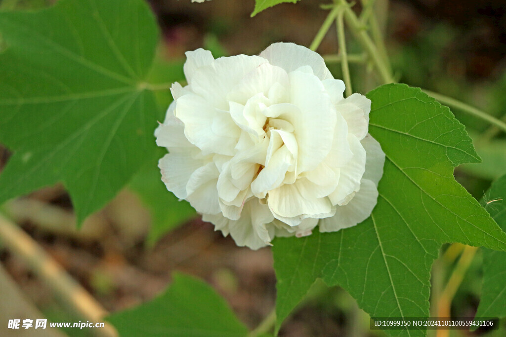白色木芙蓉花