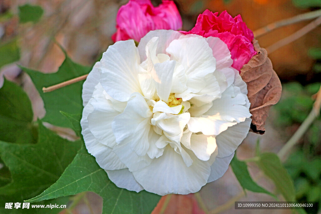 白色木芙蓉花
