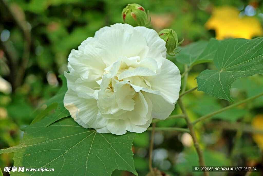 白色木芙蓉花