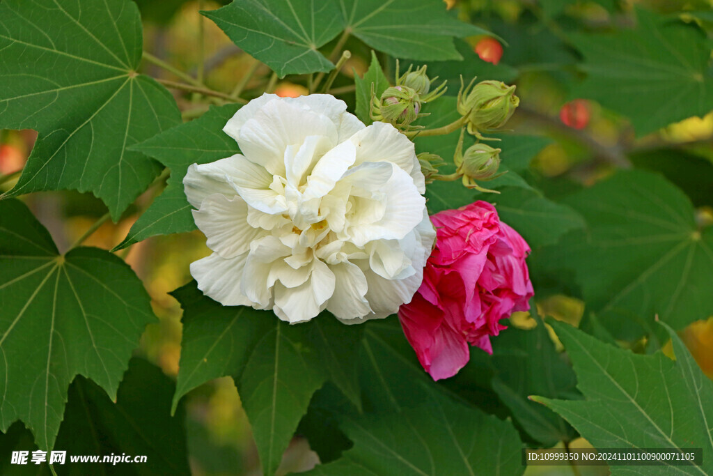 白色木芙蓉花