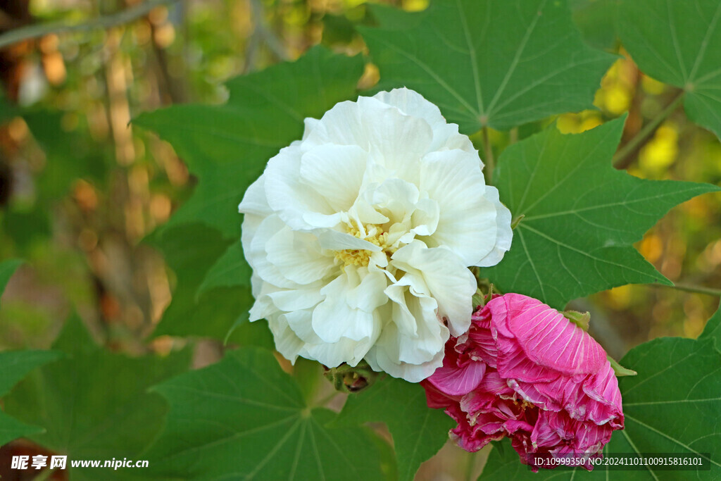白色木芙蓉花