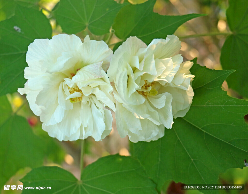 白色木芙蓉花