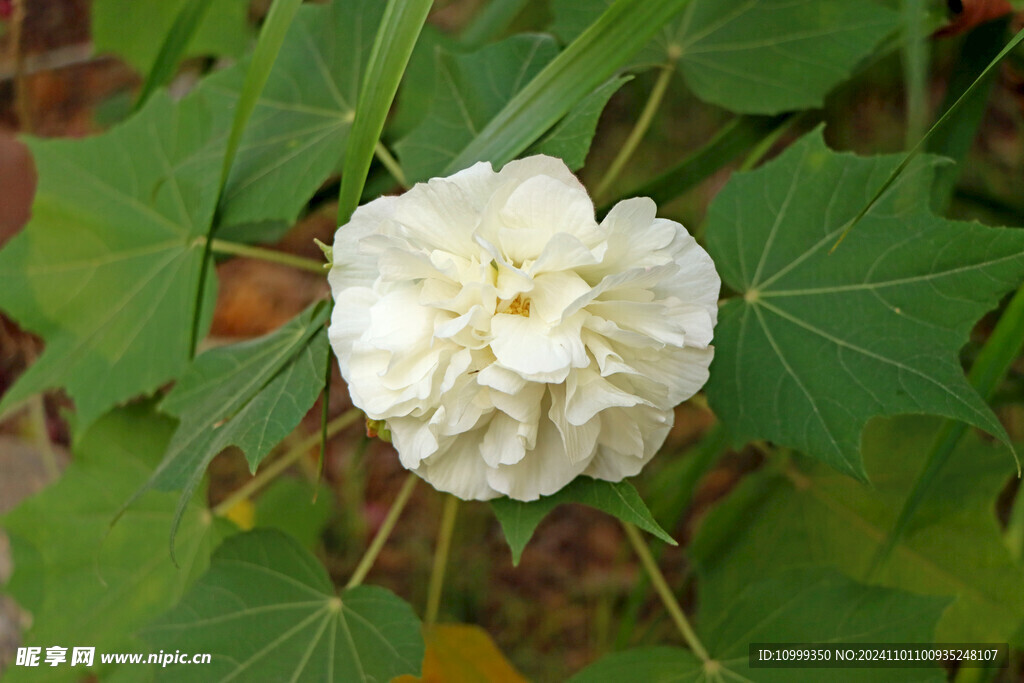 白色木芙蓉花