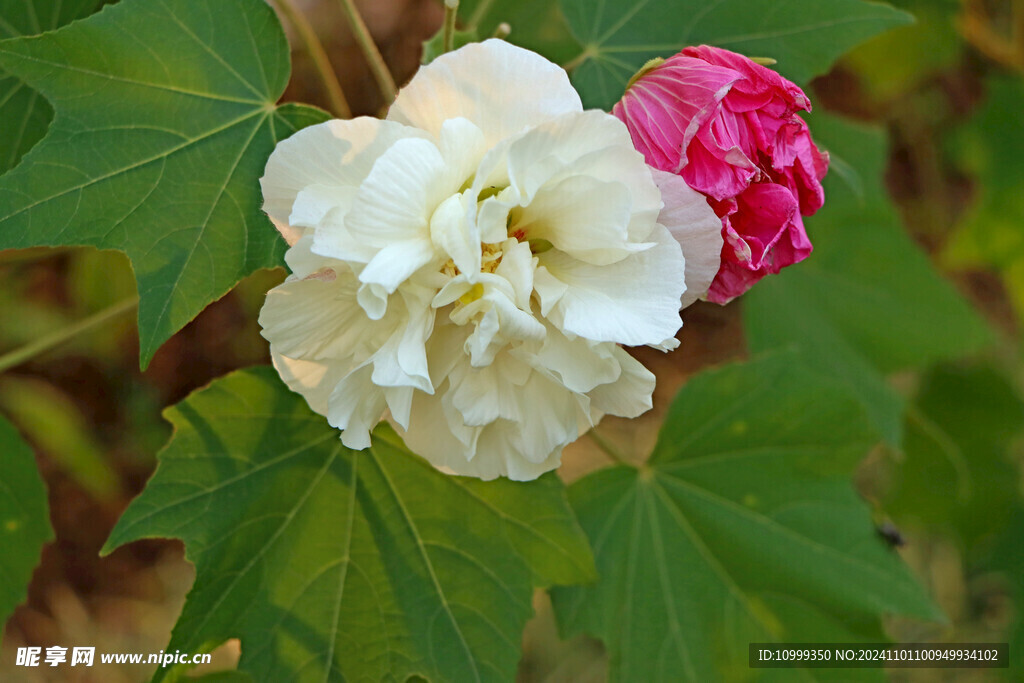 白色木芙蓉花