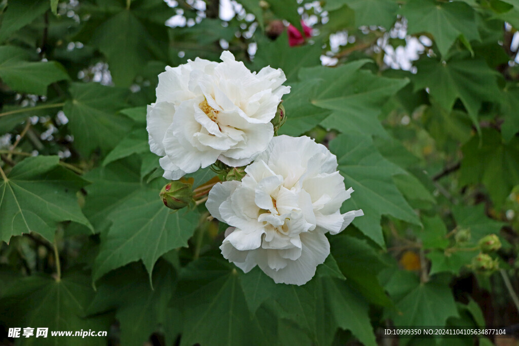 白色木芙蓉花