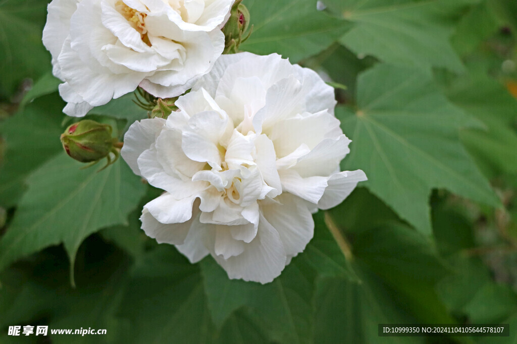 白色木芙蓉花